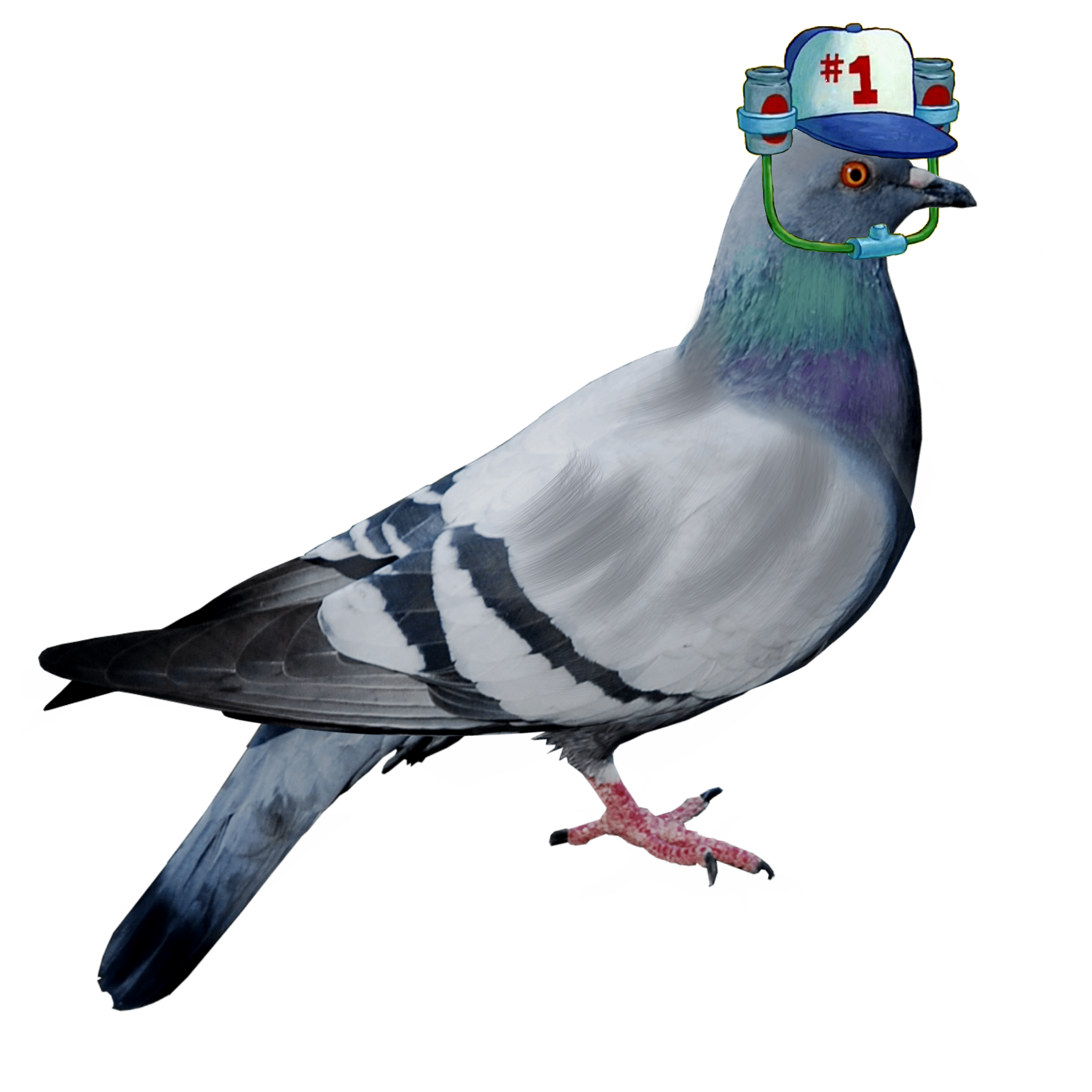 Pigeon